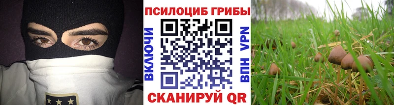 Псилоцибиновые грибы мицелий  Вышний Волочёк 